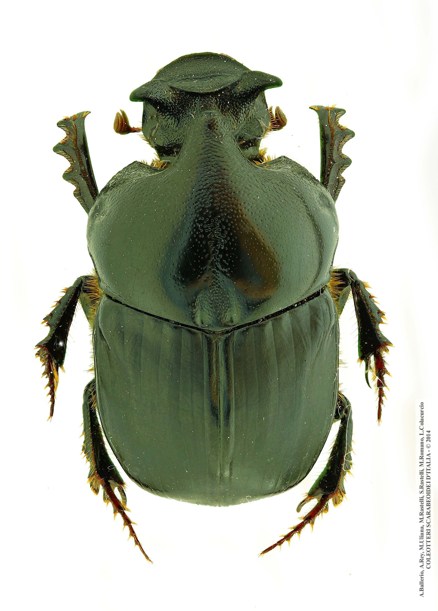 Bubas bison, maschio